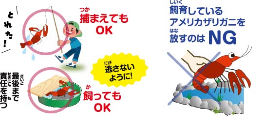 アメリカザリガニ規制内容