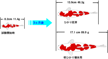 新高滝観魚園 / 【キョーリン】咲ひかり 増体 沈下性 Mサイズ 20Kg 新高滝観魚園 / 【キョーリン】咲ひかり 増体 沈下性 Mサイズ 20Kg