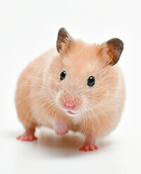 ハムスターの飼い方