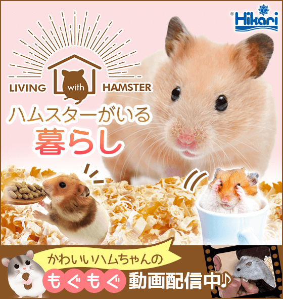 ハムスターのエサ 小動物用飼料 ハムスターの飼い方 ハムスターの飼育方法