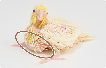 ค๊อกคาเทลหลังให้อาหาร