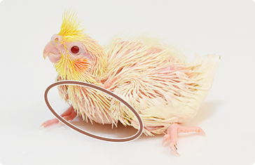 ค๊อกคาเทลก่อนให้อาหาร