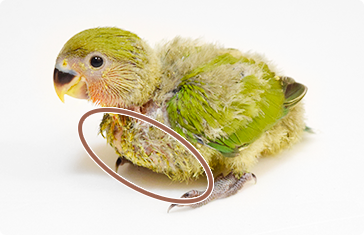 コザクラインコ給餌後のそのう