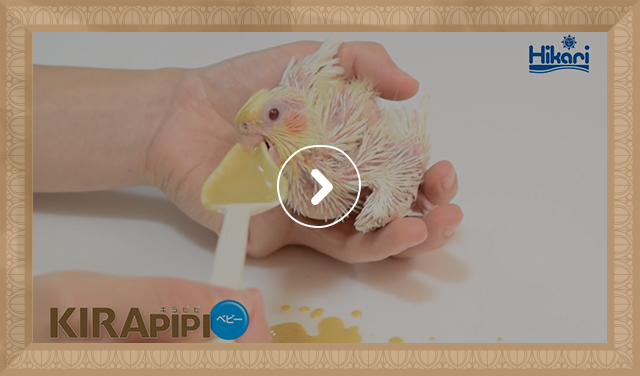 オカメインコ 給餌風景(0:29)