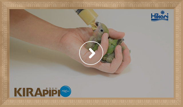 コザクラインコ 給餌風景(0:19)