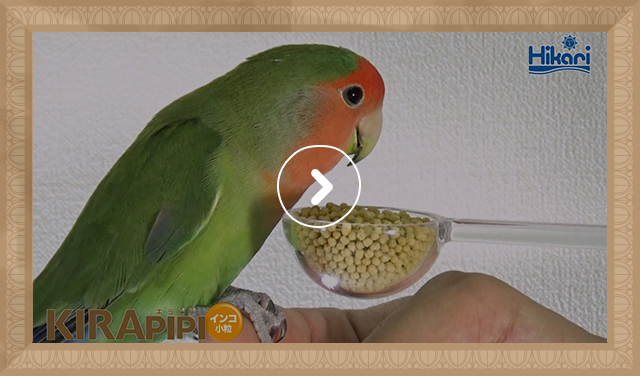 コザクラインコ 給餌風景(0:26)