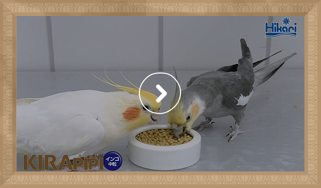 オカメインコ 給餌風景（0：45）