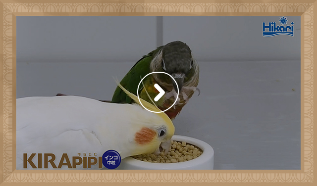 オカメインコ+ホオミドリアカオウロコインコ 給餌風景（0：39）