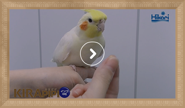 オカメインコ 給餌風景（0：31）