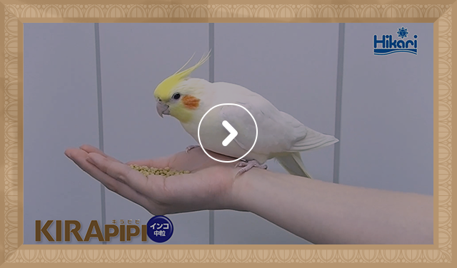 キラピピ インコ中粒＜オカメインコなどの中型インコに＞｜鳥のエサ｜キョーリン【Hikari】