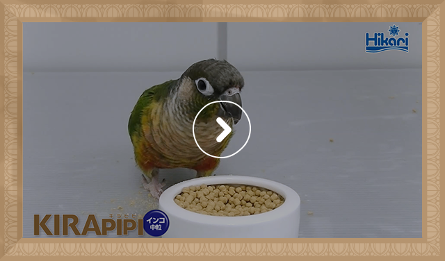 ホオミドリアカオウロコインコ 給餌風景（0：41）