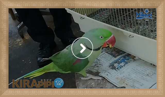 鳥用総合栄養食 キラピピ インコ大粒 小鳥のエサ インコのエサ 鳥用飼料 キョーリン