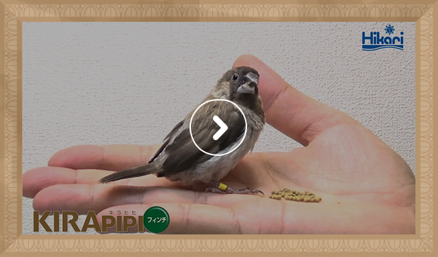 十姉妹 給餌風景（0：21）