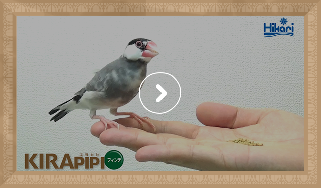 桜文鳥 給餌風景（0：16）