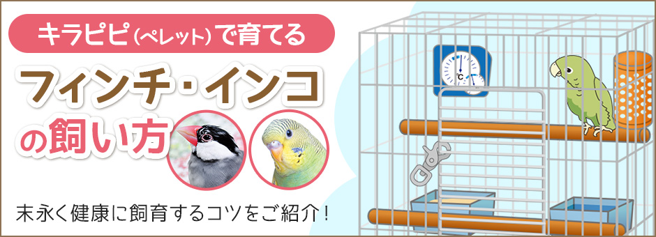 フィンチ・インコの飼い方
