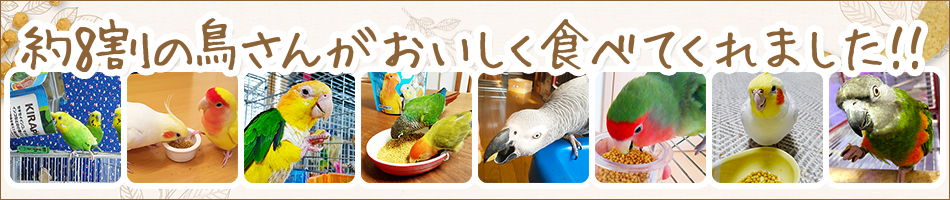 キラピピ インコ中粒＜オカメインコなどの中型インコに＞｜鳥のエサ｜キョーリン【Hikari】