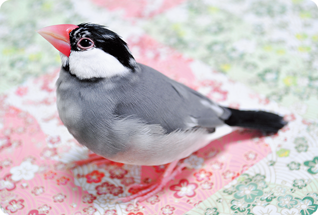 鳥のエサ インコのエサ 鳥用飼料 はじめてのフィンチ インコの飼い方