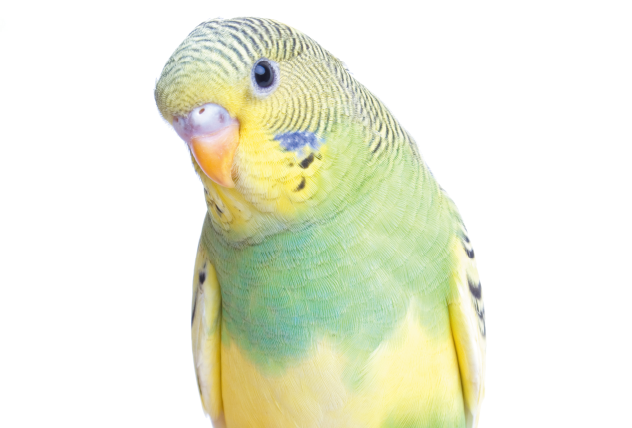鳥のエサ インコのエサ 鳥用飼料 はじめてのフィンチ インコの飼い方 鳥のエサ インコのエサ 鳥用飼料 はじめてのフィンチ インコの飼い方