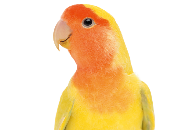 はじめてのフィンチ・インコの飼い方＜フィンチ,インコ,オウム
