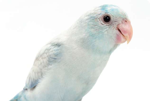 Amazon | 鳥かご バードゲージ 鳥小屋 大型 3段階 複数飼い