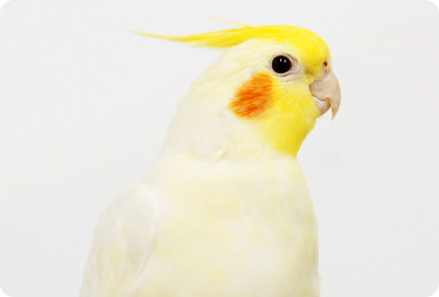鳥のエサ インコのエサ 鳥用飼料 はじめてのフィンチ インコの飼い方 鳥のエサ インコのエサ 鳥用飼料 はじめてのフィンチ インコの飼い方