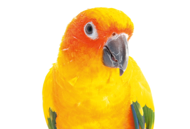 コガネメキシコインコ