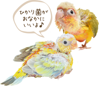 鳥用飼料（餌・エサ）＜セキセイインコ,オカメインコ,インコ