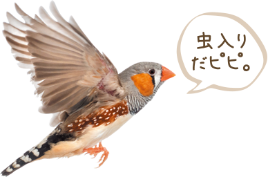 十姉妹「虫入りだピピ。」