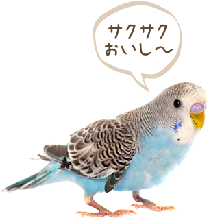 セキセイインコ「サクサクおいし～」