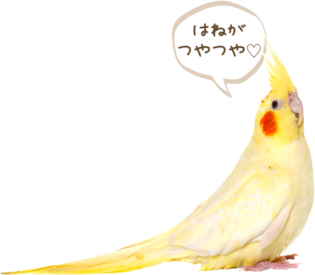 オカメインコ「はねがつやつや♡」
