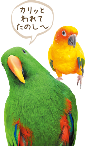 鳥のエサ インコのエサ 鳥用飼料 鳥のエサ インコのエサ 鳥用飼料