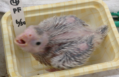 パール 生後11日目