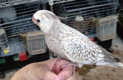 パール 生後43日目