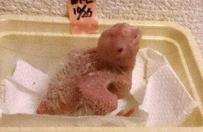 ファロー 生後7日目