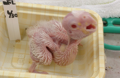 ファロー 生後11日目