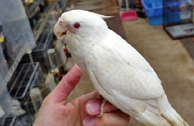 ファロー 生後43日目