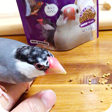 キラピピを食べてくれた鳥さん1
