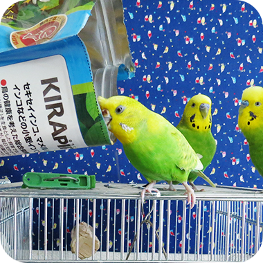 キラピピを食べてくれた鳥さん2