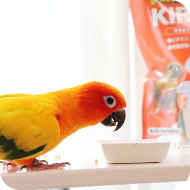 キラピピを食べてくれた鳥さん3