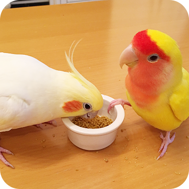 キラピピを食べてくれた鳥さん4