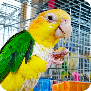 キラピピを食べてくれた鳥さん5