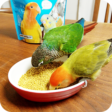キラピピを食べてくれた鳥さん6