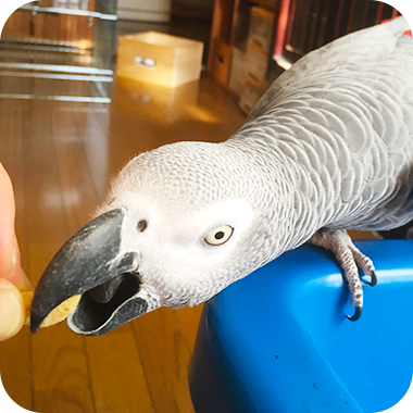 キラピピを食べてくれた鳥さん7