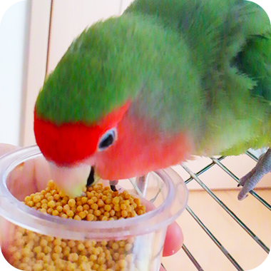キラピピを食べてくれた鳥さん8
