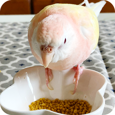 キラピピを食べてくれた鳥さん9