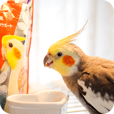 キラピピを食べてくれた鳥さん10