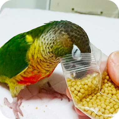 キラピピを食べてくれた鳥さん11