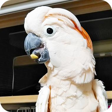 キラピピを食べてくれた鳥さん12
