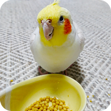 キラピピを食べてくれた鳥さん13