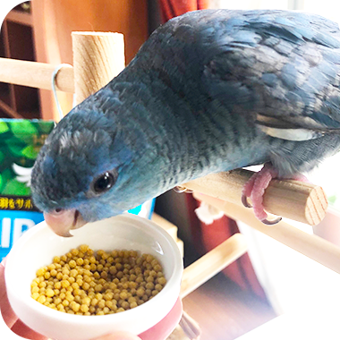 キラピピを食べてくれた鳥さん14